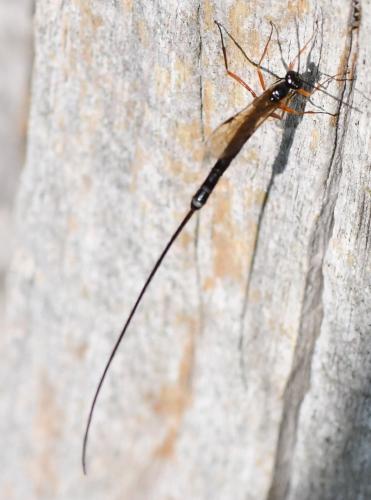 Réf. 293 268 : Ephialtes sp.